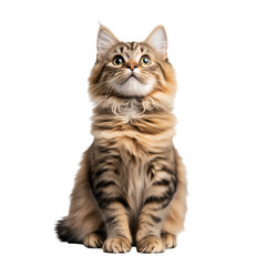 Obraz premium close up portrait of sit cat, grey, white, ginger kitty with long hair isolated on transparent background