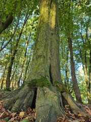 old tree in the forest
