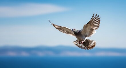 Fototapeta premium A single pigeon in flight over the ocean with wings spread wide against blue sky