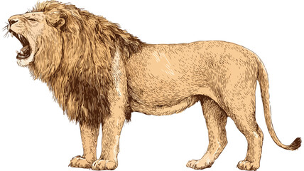 Majestic Lion Roaring Vector Illustration for Wildlife Designs