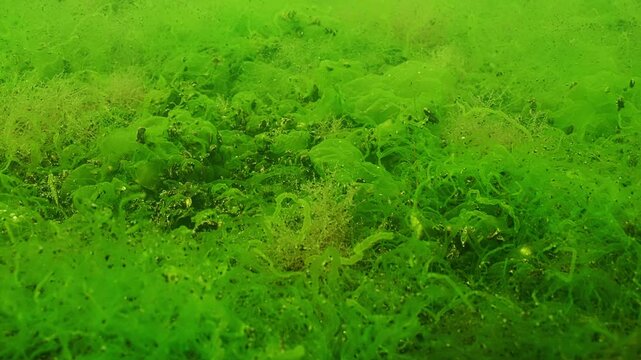 Close-up of Green Sea Gutweed, Ulva. Natural background of seaweed illuminated by sunlight. Underwater scene of green algae