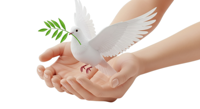 Photo of white dove with olive branch in hands, isolated on transparent background