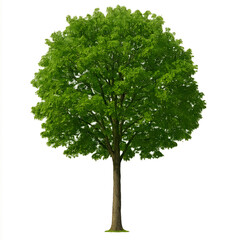 Fototapeta premium PNG Transparent Tree