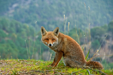 Zorro común, en el parque natural de Cazorla, Segura y Las Villas.