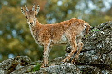 Hipánica pyrenaica goat, in the Cazorla, Segura and Las Villas Natural Park.