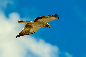 Águila Calzada en vuelo de caza, habitante común en el parque natural de Cazorla, Segura y Las Villas.