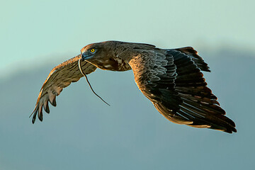 Águila culebrera en vuelo de caza, en el parque natural de Cazorla, Segura y Las Villas.