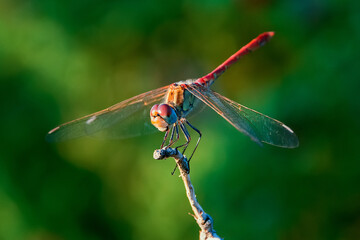 Libélula dragón rojo, en el parque natural de Cazorla, Segura y Las Villas.