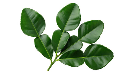 Isolated Kaffir lime leaves, Thai lime tree, Southeast Asian cuisine and herbal medicine
