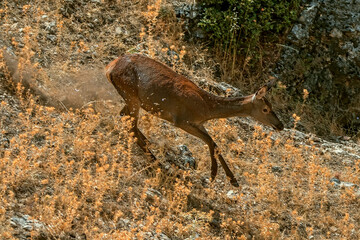 Ciervo en época de berrea, en el parque natural de Cazorla, Segura y Las Villas.