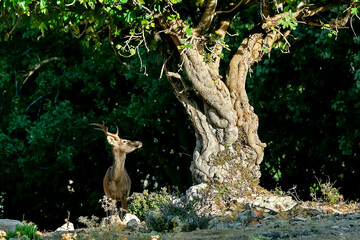 Ciervo en época de berrea, en el parque natural de Cazorla, Segura y Las Villas.