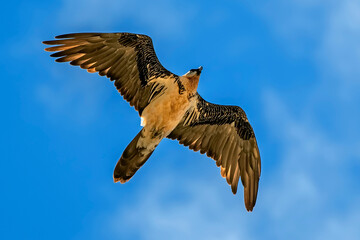 Quebrantahuesos en vuelo rasante, en el parque natural de Cazorla, Segura y Las Villas