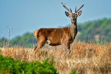Ciervo en época de berrea, en el parque natural de Cazorla, Segura y Las Villas.