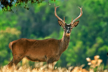 Ciervo en época de berrea, en el parque natural de Cazorla, Segura y Las Villas.