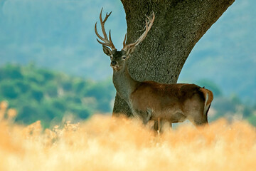 Ciervo en época de berrea, en el parque natural de Cazorla, Segura y Las Villas.