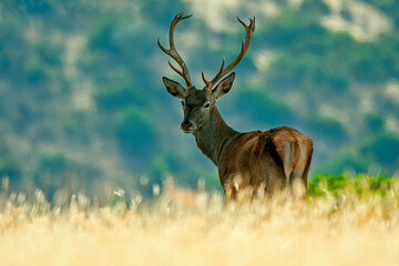 Ciervo en época de berrea, en el parque natural de Cazorla, Segura y Las Villas.
