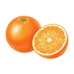Watercolor Illustration of Whole Orange and Sliced Orange Half