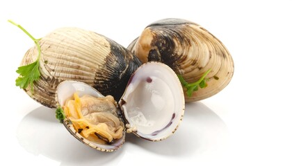 Fresh clams on white background
