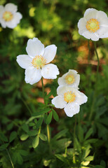 In the wild, Anemone sylvestris blooms in the forest