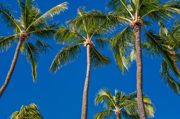 Tall Green and Yellow Coconut Palm Grove Under Azure Blue Sky in Waikiki Hawaii.
