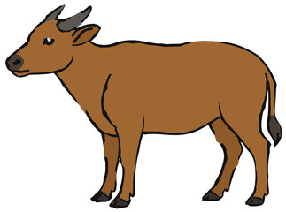 Bubalus quarlesi illustration