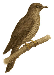 Cuculus merulinus illustration
