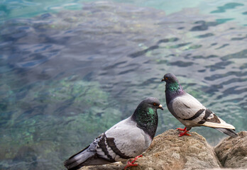 Two pigeons perched in the foreground, with the blue sea in the background. The image conveys tranquility.