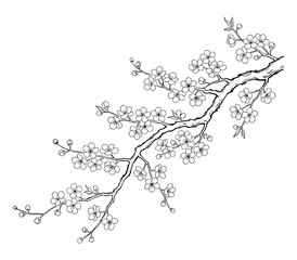 Plum blossom branch engraving black and white