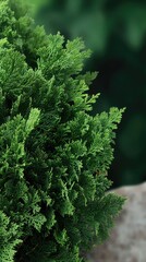 Dense green leaves create a rich tapestry of textures, showcasing nature's beauty in a lively and refreshing display of life