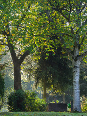 Wege im Stadtwald, Park mit Morgendunst und leichtem Nebel zum Herbst