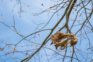 Dead leaf on tree branch with the sky in the background