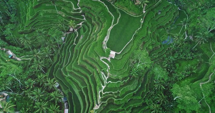 Stunning aerial view of Tegalalang Rice Terraces creating beautiful patterns in Ubud, Bali, Indonesia, showcasing the lush greenery and intricate irrigation system of a UNESCO World Heritage Site