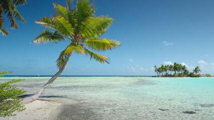 French Polynesia, Rangiroa island: Idyllic tropical seascape featuring a leaning coconut palm. White sand beach. Turquoise lagoon. French Polynesia. Wild nature travel landscape. Static shot