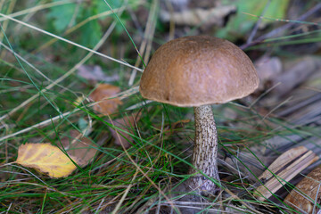 Edible brown mushroom boletus growing in autumn forest