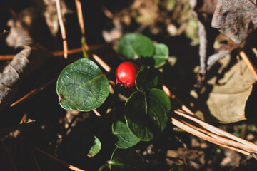 Partridge Berry