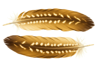 Isolated pair of golden brown feathers with tan markings, nature element, lightness, beauty