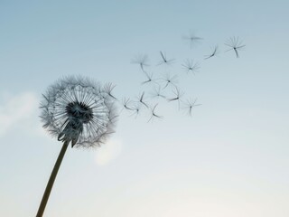 Fototapeta premium Dandelion seeds are blown away by wind against the bright and clear sky background