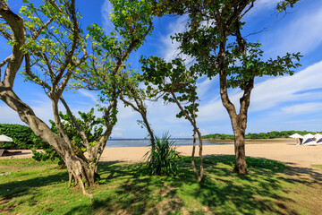 Beach scene with three trees and a body of water in the background