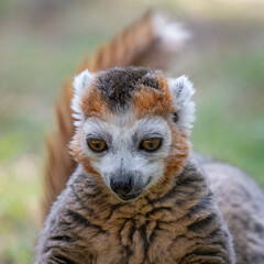 Obraz premium Close up Female Crowned Lemur