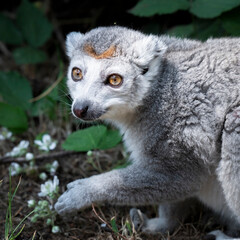 Obraz premium Male Crowned Lemur Eating White Flower Petals