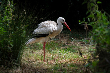 White Stork Close up Standing