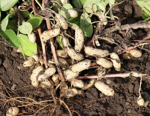 Freshly dug peanut bush with fruits