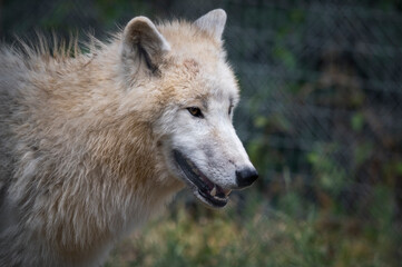 White Wolf Standing in a Field