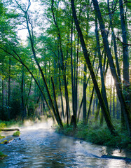 Obraz premium River in the forest 2025