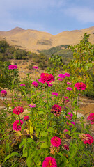 Obraz premium Pink zinnias bloom against dry hills under a clear sky, blending vivid floral color with earthy autumn tones in a scenic natural setting. 📍Hawraman Takht, Kurdistan 
