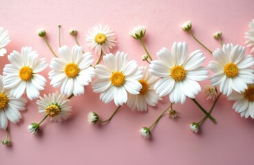 Obraz premium Daisy flowers with white petals, yellow centers on pink. Flower border background design. Floral decor creates spring season mood. Fresh vibrant blossoms for wallpaper, invitation or card design.