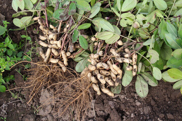 Freshly dug peanut bush with fruits