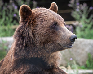 Fototapeta premium Close up portrait of a Brown Bear