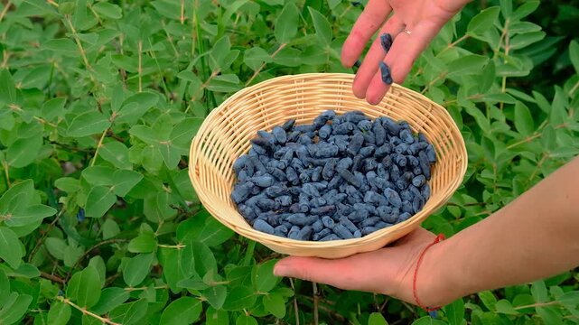 honeysuckle growing in the garden. Selective focus.