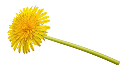 Isolated yellow dandelion flower with a long green stem, bright blossom in bloom, floral design © Sophia